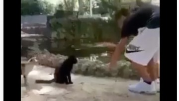 Ρόδος: Αθλιότητα χωρίς όρια- Ανήλικος κλώτσησε και πέταξε γατάκι στη λίμνη του Ροδινιού (βίντεο)