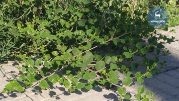 Υπεγράφη σύμβαση για την πιστοποίηση της «Κάπαρης Αιγαίου» ως ΠΟΠ