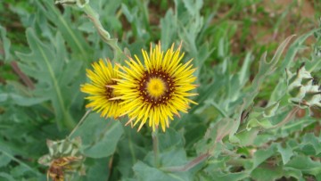 Δρ. Ιωάννης Ηλ. Βολανάκης: Φαρμακευτικά και αρωματικά φυτά της Ελλάδας:Ραϊχαρδία η πικροειδής (Reichardia picroides), κοινώς γαλακτίτης, γαλακτίδα, γαλατσίδα