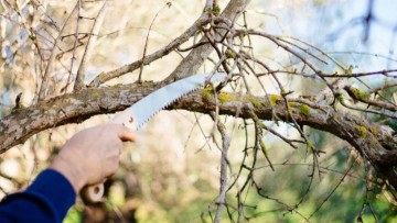 Διαμαρτυρία για το κλάδεμα των δέντρων