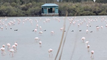 Kως: Ήρθαν ξανά τα εντυπωσιακά ροζ  Φλαμίνγκο στον υδροβιότοπο Ψαλιδίου