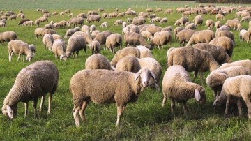 Ρόδος: Τρία άτομα θα δικαστούν επειδή  έκλεψαν κι έσφαξαν πρόβατα και κατσίκια