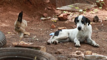 Ρόδος: Συνελήφθη 41χρονος επειδή ο σκύλος του μπήκε σε περιφραγμένο οικόπεδο και θανάτωσε 20 κότες