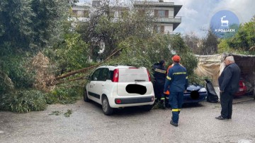 Δύο αυτοκίνητα καταπλάκωσε το τμήμα δέντρου που έπεσε στην οδό Ιφιγένειας σήμερα το πρωί