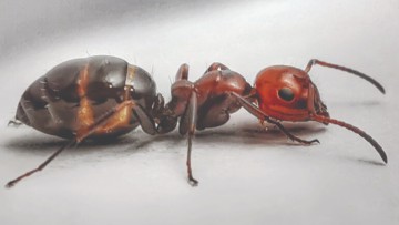 Τα μυρμήγκια Camponotus και Cremmatogaster θα μελετηθούν στην Κάρπαθο