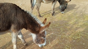 Αναβλήθηκε για τον Μάιο η δίκη για τρία άτομα  που έσφαξαν γαϊδούρια, πρόβατα και κατσίκια