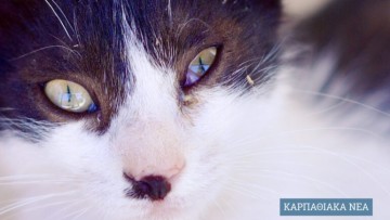 Κάρπαθος: Πενταμελής επιτροπή για τα αδέσποτα, με απόφαση δημάρχου