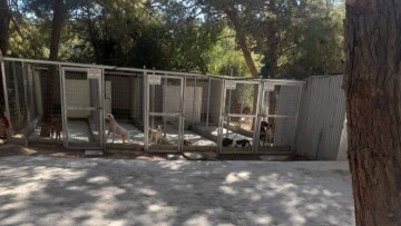 Στην ΑΜΚΕ «Διάσωση Ζώων Ρόδου» το κυνοκομείο και τη νέα χρονιά