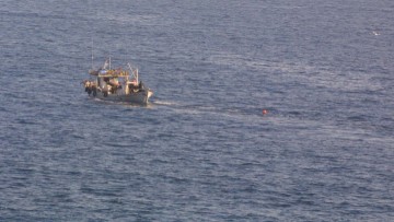 Η «ναυμαχία» της τσιπούρας και  της κολοχτύπας που δεν έγινε εφέτος