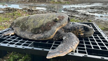 Χελώνα Caretta caretta σε άσχημη κατάσταση διέσωσαν εργαζόμενοι του ΦΟΔΣΑ και του Υδροβιολογικού Σταθμού