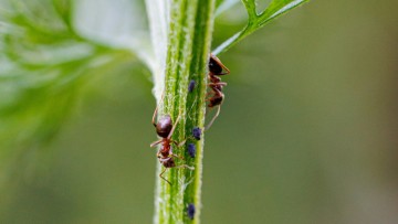 Επιστήμονες χαρτογραφούν τις αποικίες των μυρμηγκιών στα Δωδεκάνησα