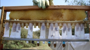 Σεμινάριο μελισσοκομίας για βασιλοτροφία πραγματοποιήθηκε στο Επαρχείο της Κάσου