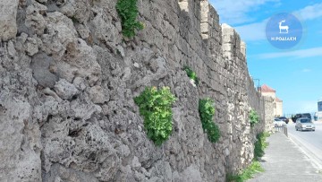 Χορτάριασαν και πάλι για τα καλά  τα τείχη της Μεσαιωνικής Πόλεως Ρόδου