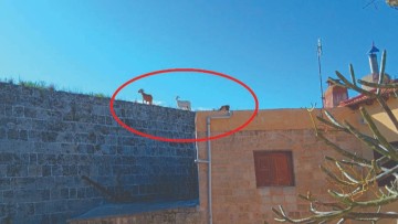 Βρέθηκε λύση για το... καθάρισμα των τειχών της Μεσαιωνικής Πόλης;