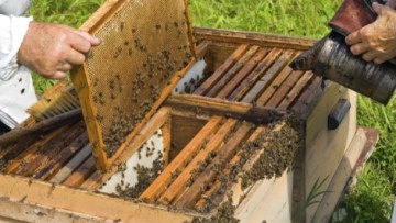 Ημερίδα για τη μελισσοκομία το Σάββατο