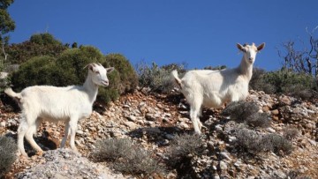 Ροκανίζουν τα πάντα τα κατσίκια στην Αρχίπολη