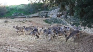 Πάνω από 6.000 οι υπογραφές για τα ελάφια