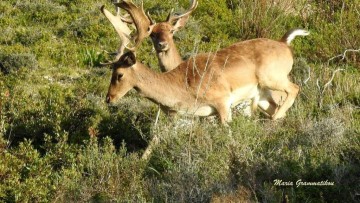 Περισσότερες από 35.000 υπογραφές συγκεντρώθηκαν για την προστασία των ελαφιών της Ρόδου