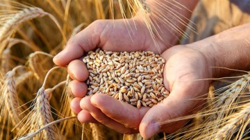 Τριτικόν το δίκοκκον (Triticum dicoccum), κοινώς σίτος, σιτάρι, στάρι
