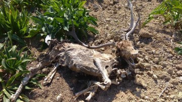 Νεκρά ελάφια στο πάρκο του Ροδινιού - Έντονες αντιδράσεις στην τοπική κοινωνία