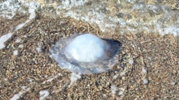 Γιατί έχουμε έξαρση τροπικών μεδουσών στη Ρόδο