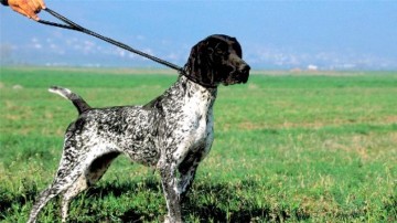 Απαγορεύεται η εκγύμναση των κυνηγετικών σκύλων