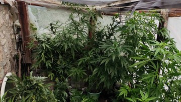 Φυλάκιση 4 ετών σε 67χρονο για  την καλλιέργεια 337 χασισόδεντρων