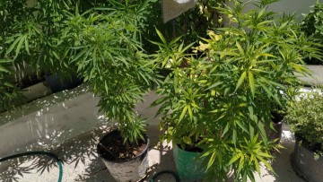 Κάθειρξη 11 ετών σε 61χρονο που καλλιεργούσε χασισόδεντρα