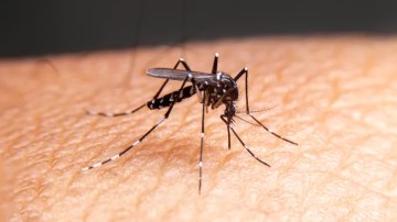 Ενημέρωση από τον ΕΟΔΥ για αυξημένο κίνδυνο Δάγκειου πυρετού