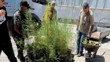 Δέντρα από το Περιφερειακό Φυτώριο στην Η.Ν Κάσο