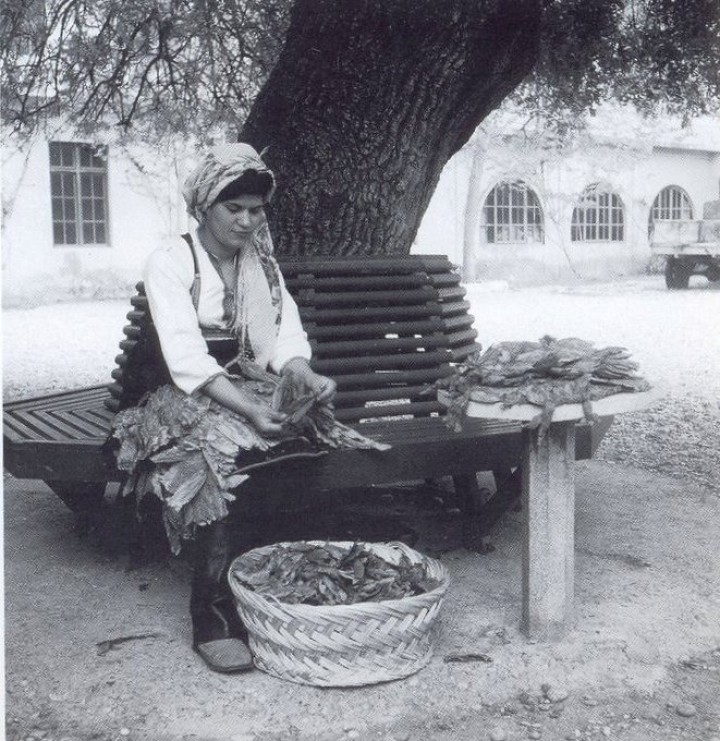 Καπνεργάτρια από την Έμπωνα κάνει διαλογή των καπνών πριν πάνε στο εργοστάσιο ΤΕΜΙ