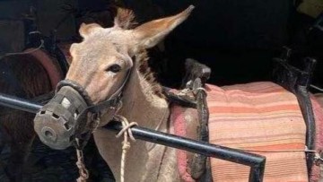 Ελεύθεροι οι ιδιοκτήτες γαϊδουριού για το φίμωτρο που του είχαν βάλει