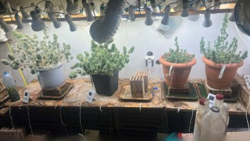 Καλλιεργούσε δενδρύλλια κάνναβης σε ειδικό δωμάτιο του σπιτιού του