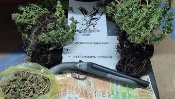 Ελεύθερος με όρους αφέθηκε 40χρονος για τα 4 δενδρύλλια που καλλιεργούσε