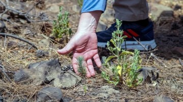 Παραδόθηκε από τη Nova το έργο αποκατάστασης πυρόπληκτων περιοχών στη Ρόδο, ύψους 1 εκατ. ευρώ