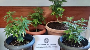 Συνελήφθη 33χρονος αλλοδαπός στη Ρόδο για καλλιέργεια δενδρυλλίων κάνναβης