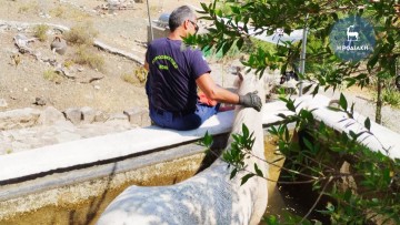 Επιχείρηση της Πυροσβεστικής  για τη διάσωση αλόγου στα Λάερμα
