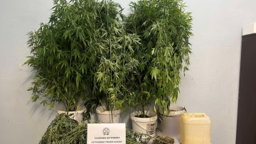 Ελεύθερος με όρους ο Πακιστανός που καλλιεργούσε 28 χασισόδενδρα