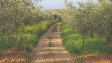 Σε κακή κατάσταση η αγροτική  οδοποιία στο Ασκληπειό