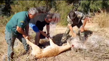 Βίντεο: Επιχείρηση διάσωσης ελαφιού στη Ρόδο  που είχε παγιδευτεί σε δίχτυα