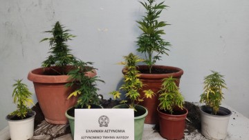 Γερμανός καλλιεργούσε επτά δενδρύλλια χασίς