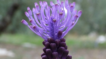 Δρ. Ιωάννης Ηλ. Βολανάκης: Μούσκαρι το εύκομον (Muscari comosum),  κοινώς βολβός, σκορδούλακας, ασκορδούλακας