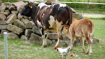 Σε κρίση ο Πρωτογενής Τομέας στα νησιά