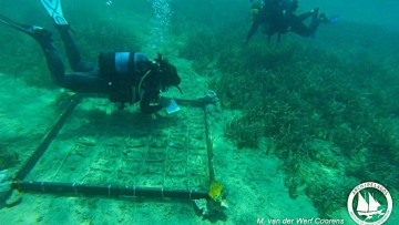Η φύτευση υποβρύχιων κήπων Ποσειδωνίας