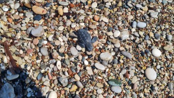 Ήδη τα χελωνάκια κολυμπάνε στη θάλασσα