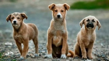 Επιτροπή για τη διαχείριση αδέσποτων ζώων συντροφιάς