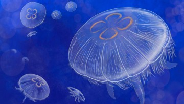 Φεγγαρομέδουσες στο Ενυδρείο