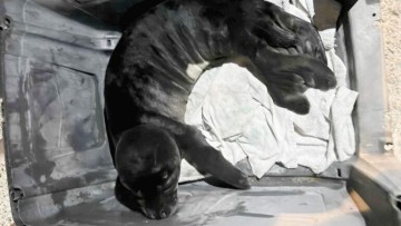 Δυστυχώς δεν τα κατάφερε το μωρό φώκια που βρέθηκε στην Κάσο