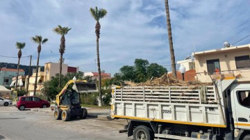 Κλαδεύτηκαν οι φοίνικες στην Ιαλυσό