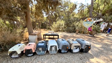 Το Δασαρχείο θέλει να κατεδαφίσει το «γατόσπιτο» της Καλλιθέας